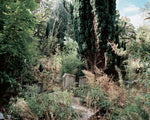 Lisières